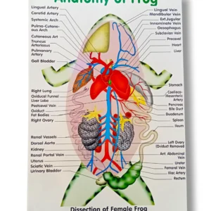 Anatomy of Frog Chart 175 with detailed frog anatomy illustration