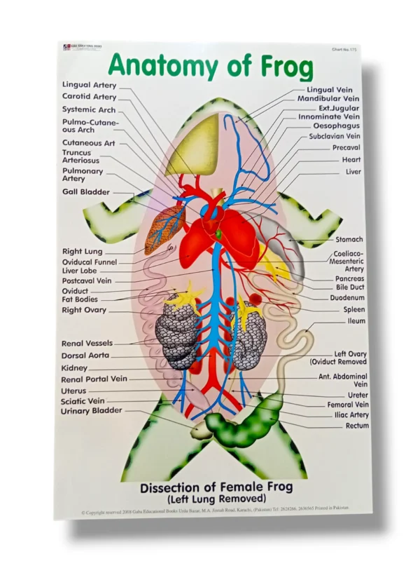 Anatomy of Frog Chart 175 with detailed frog anatomy illustration