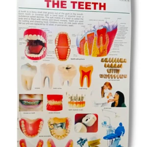 The Teeth Chart 76 showing detailed human dental anatomy
