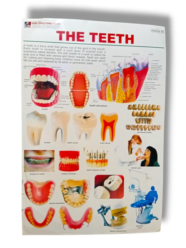 The Teeth Chart 76 showing detailed human dental anatomy
