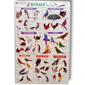 Birds Chart 18 with colorful illustrations of bird species