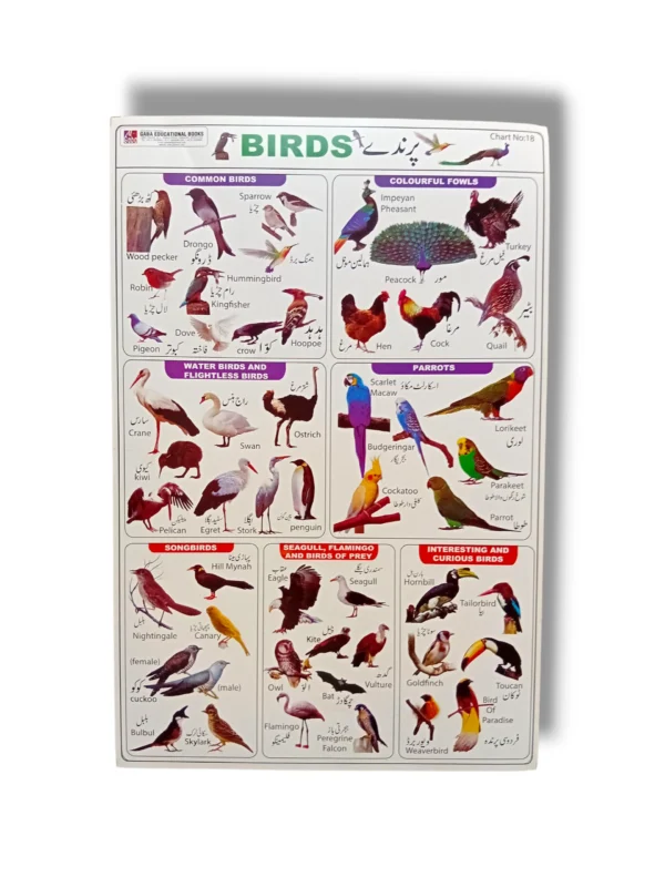 Birds Chart 18 with colorful illustrations of bird species