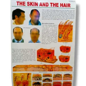 The Skin and The Hair Chart 70 with detailed anatomy illustrations