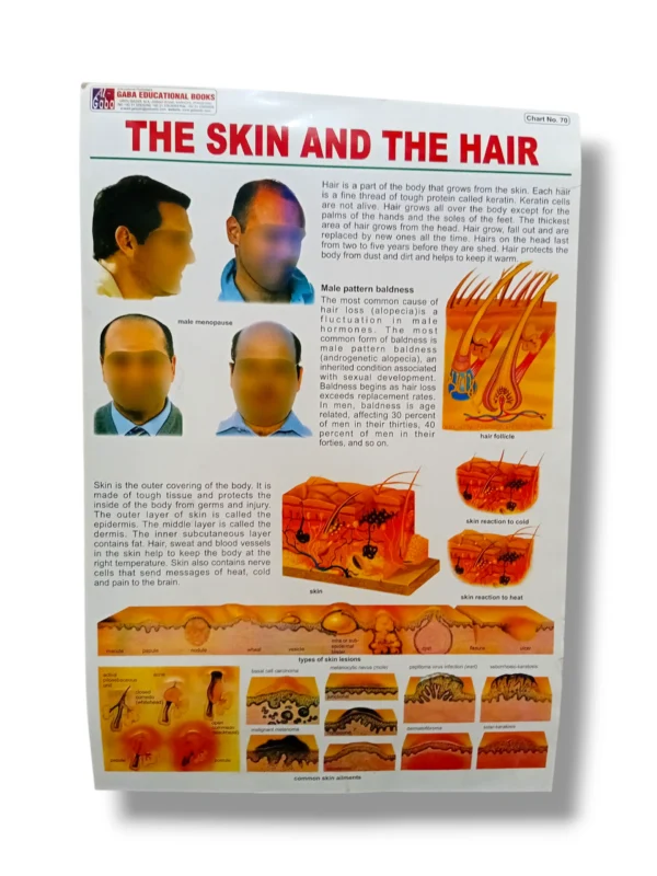 The Skin and The Hair Chart 70 with detailed anatomy illustrations