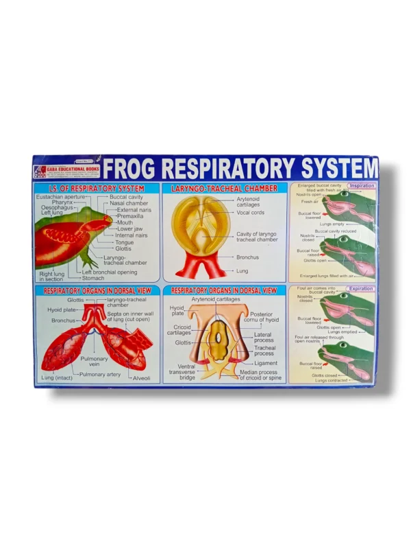 Frog Respiratory System 273 biology chart for classrooms