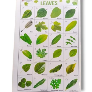Leaves Chart 88 displaying different leaf types and classifications