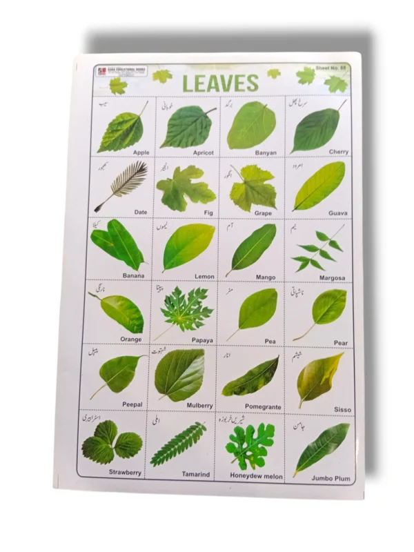 Leaves Chart 88 displaying different leaf types and classifications