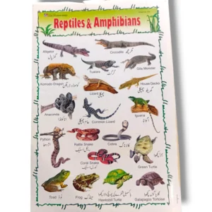Educational chart of reptiles and amphibians identification guide with species illustrations