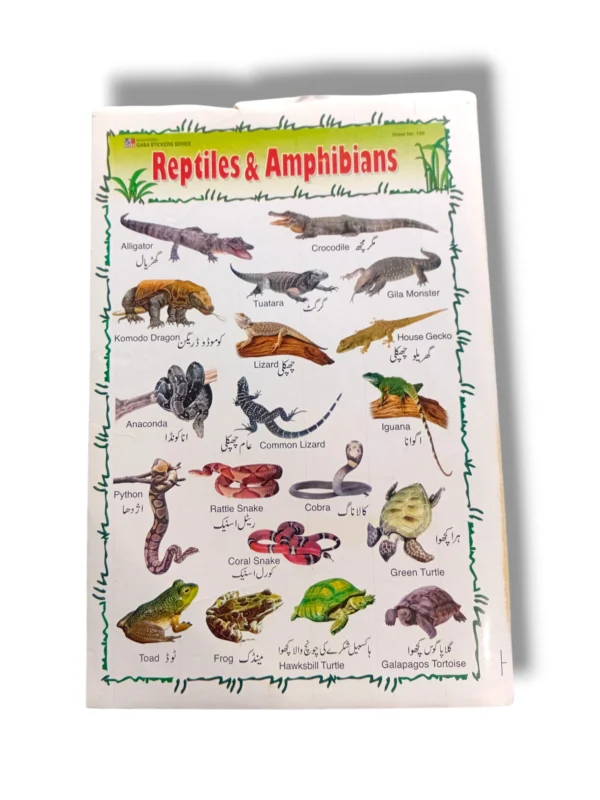 Educational chart of reptiles and amphibians identification guide with species illustrations