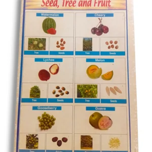 Seed to Tree to Fruit Growth Cycle Diagram