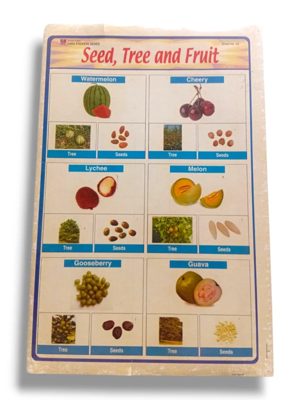 Seed to Tree to Fruit Growth Cycle Diagram