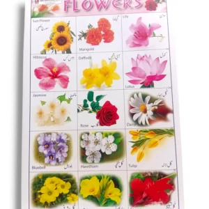 Flowers Chart with Bloom Seasons and Colors