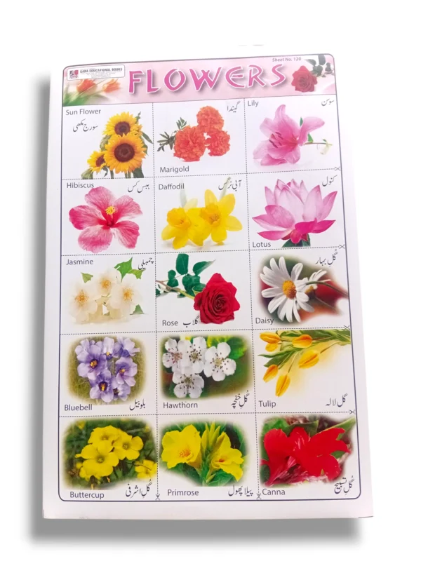 Flowers Chart with Bloom Seasons and Colors