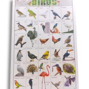 Birds Chart: A Visual Guide to Common Species