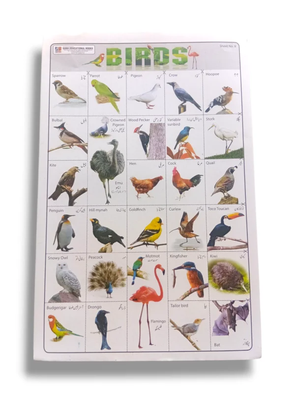 Birds Chart: A Visual Guide to Common Species