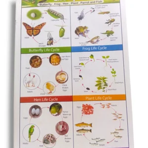 Life cycle chart illustrating key growth stages
