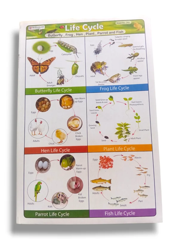 Life cycle chart illustrating key growth stages