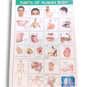 Parts of the Human Body Educational Chart