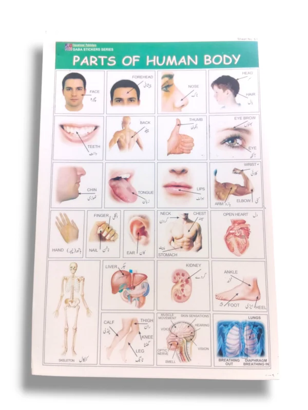 Parts of the Human Body Educational Chart
