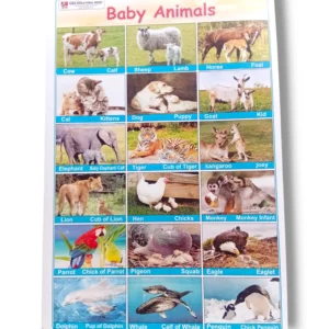 Colorful chart of baby animals with names including kitten