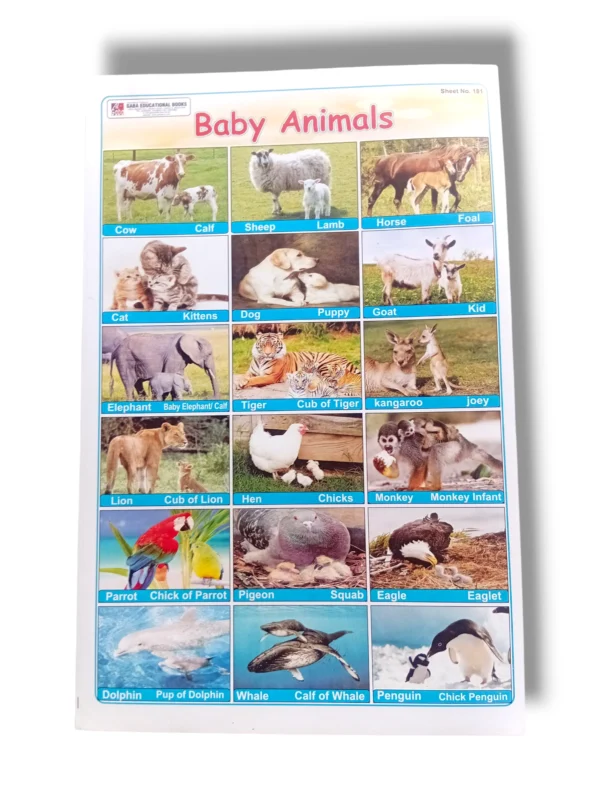 Colorful chart of baby animals with names including kitten